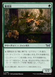 FUNGUS 完売間近！！ ミントモール / MINT GAMES MTG(東日本橋) / 【DSK】【JPN】〈186-U-G